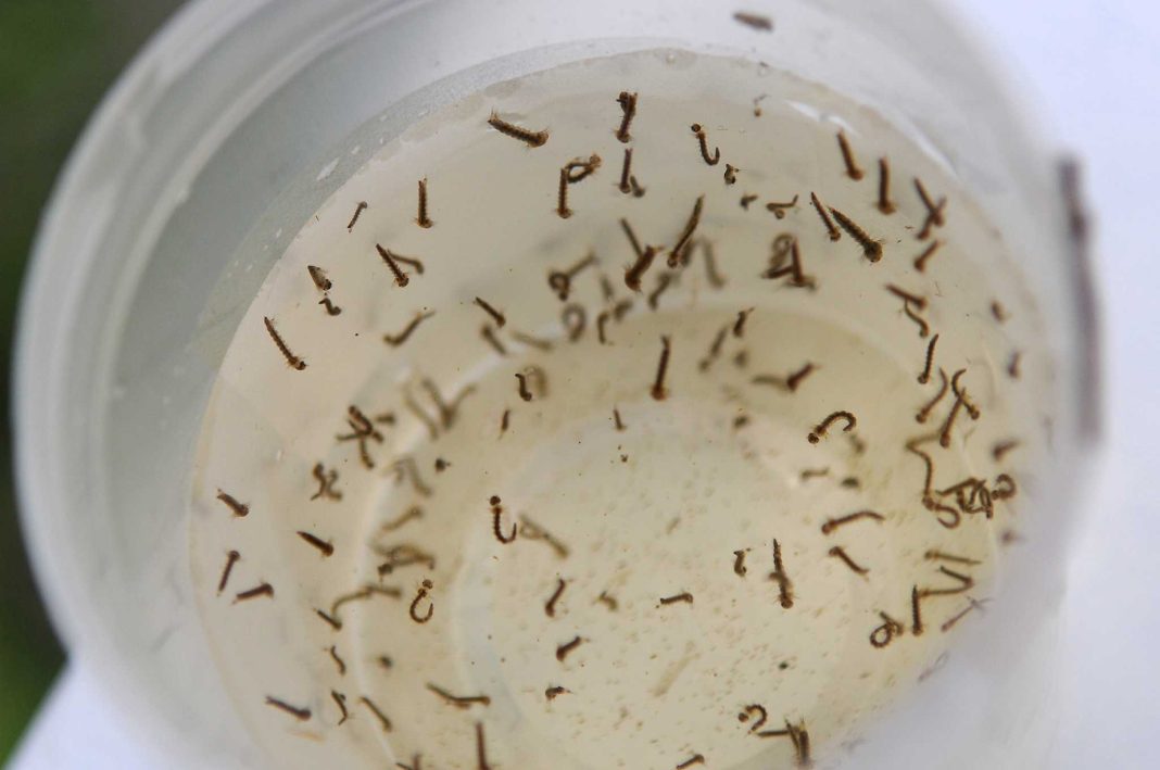 DVG waarschuwt bij start regenseizoen voor groter risico op door muggen overgedragen ziekten DVG waarschuwt bij start regenseizoen voor groter risico op door muggen overgedragen ziekten