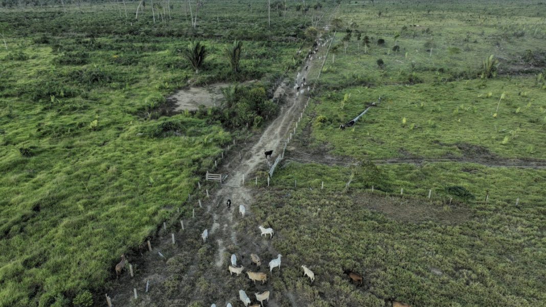 EU: Protect Integrity of Anti-Deforestation Law