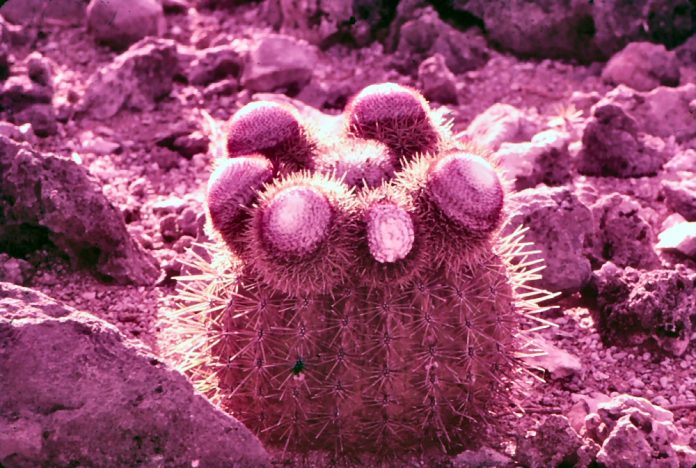 Bonaire's natuur in de schijnwerpers: LD Gerharts centraal figuur (Picture by: extraboneiru.com)