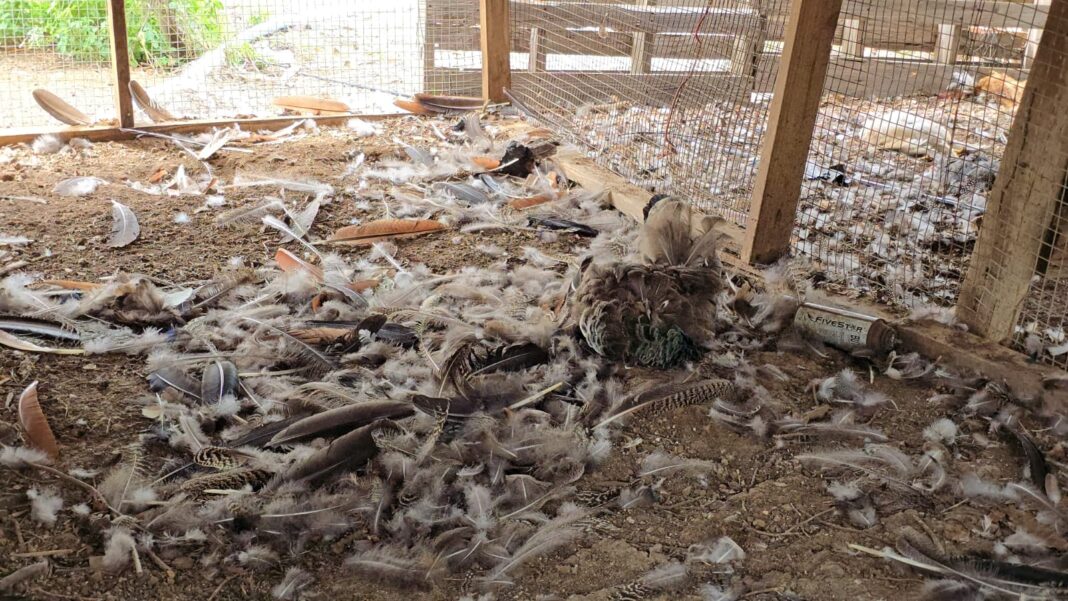 Loslopende honden richten ravage aan op boerderij Hòfi San Miguel (Picture by: extra.cw)