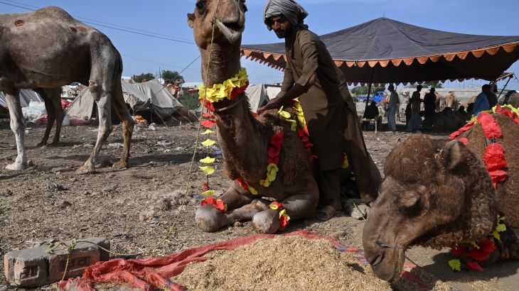Pakistaanse veehandelaren lijden verlies door stijgende prijzen rond Eid al-Adha Pakistaanse veehandelaren lijden verlies door stijgende prijzen rond Eid al-Adha (Picture by: aljazeera.com)