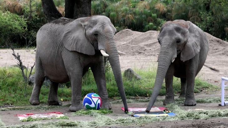Dieren in Mexicaanse dierentuin voorspellen WK-uitkomsten (Picture by: aljazeera.com)