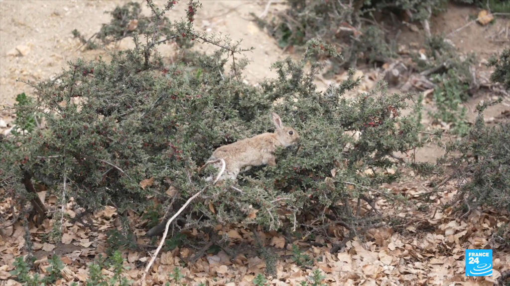 Konijnen teisteren Australië: invasieve diersoort vormt ramp voor natuur en landbouw Konijnen teisteren Australië: invasieve diersoort vormt ramp voor natuur en landbouw (Picture by: s.france24.com)
