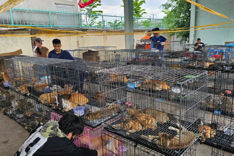 Vietnamese politie bevrijdt meer dan 400 gestolen katten uit crimineel netwerk (Picture by: aljazeera.com)
