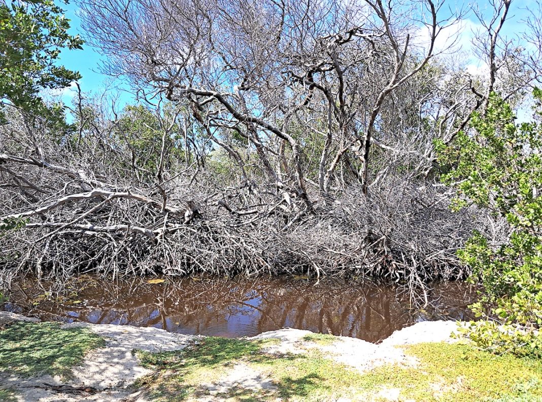 Arubaanse mangroven: Expert waarschuwt voor toenemende dreiging (Picture by: diario.aw)