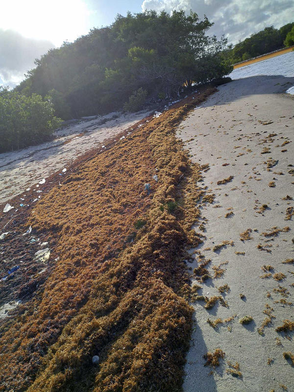 Dominicaanse ingenieur ontwikkelt apparaat tegen sargassum (Picture by: extra.cw)