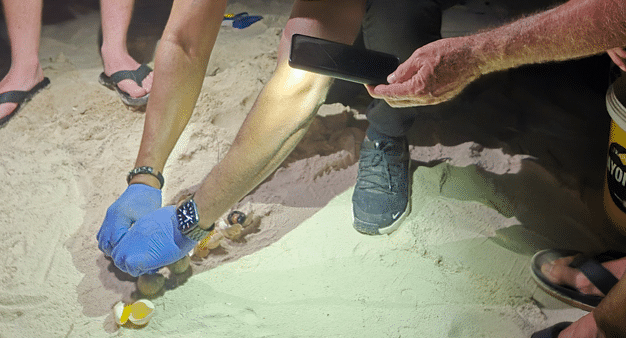 Meer dan honderd zeeschildpadjes bereiken zee bij Sandals Curaçao (Picture by: nu.cw)