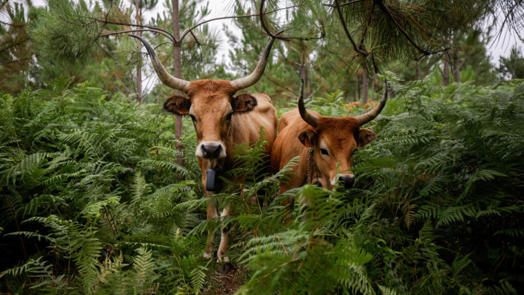Natuurlijke vee helpt Galicische gemeenschappen branden te voorkomen (Picture by: s.france24.com)