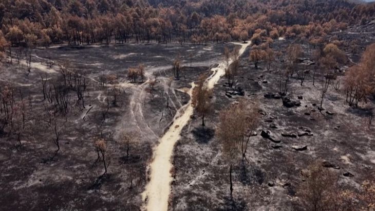 Positieve ontwikkelingen na bosbranden in Zuidwest-Frankrijk (Picture by: aljazeera.com)