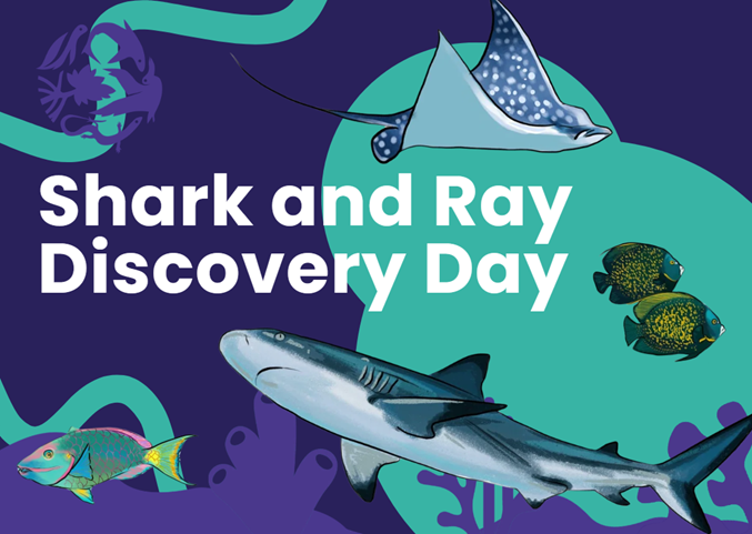 Shark and Ray Discovery Day op Sint Maarten tijdens Shark Week 2026 (Picture by: 721news.com)