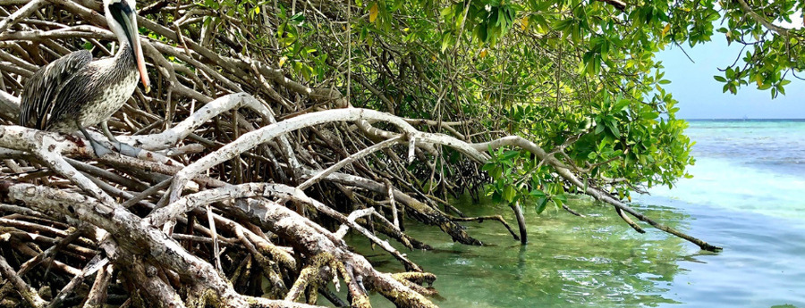 UNESCO erkent waarde van mangel-ecosystemen voor duurzame ontwikkeling (Picture by: noticiacla.com)