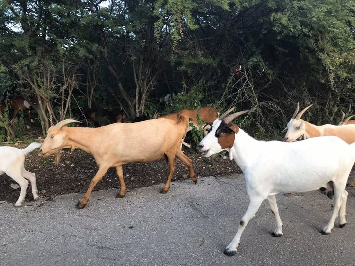 Waarschuwing voor gestolen geitenvlees in Curaçao Waarschuwing voor gestolen geitenvlees in Curaçao (Picture by: paradisefm.cw)
