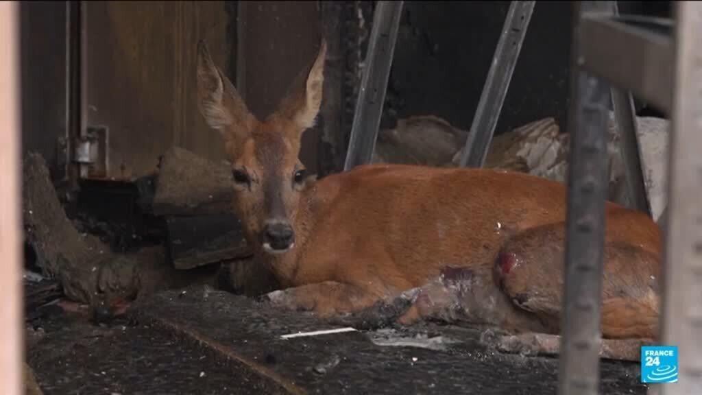 Wildfires decimate French wildlife (Picture by: s.france24.com)