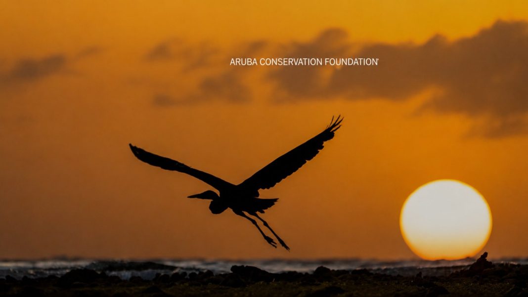 ACF: illegale bouw en toerisme bedreigen Arubaanse natuur (Picture by: pubble.cloud)