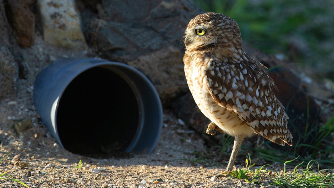 Aruba Birdlife pleit voor natuurherstel door toerisme Aruba Birdlife pleit voor natuurherstel door toerisme (Picture by: pubble.cloud)
