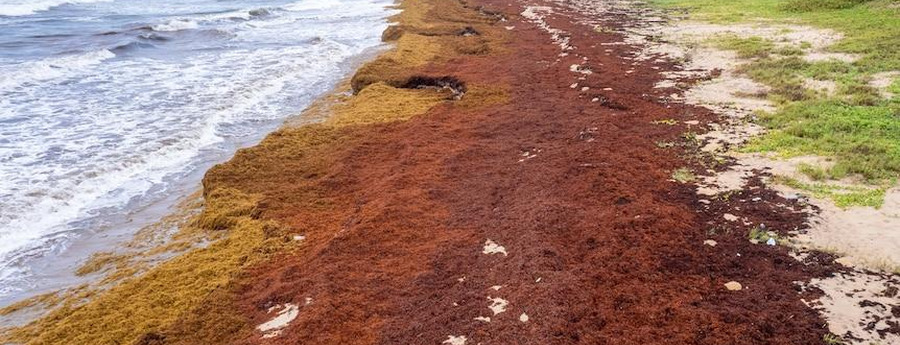 Aruba als aantrekkelijk strandbestemming ondanks sargassum (Picture by: noticiacla.com)