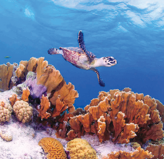 Bonaire scoort als topduikbestemming in de Caraïben met meer dan 80 duiklocaties (Picture by: extraboneiru.com)