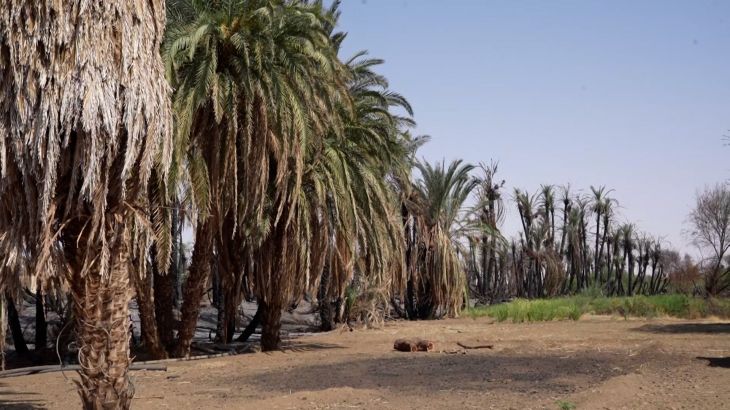 Dadelpalmen Sudan bedreigd door droogte en bosbranden Dadelpalmen in Sudan bedreigd door droogte en aanhoudende bosbranden (Picture by: aljazeera.com)