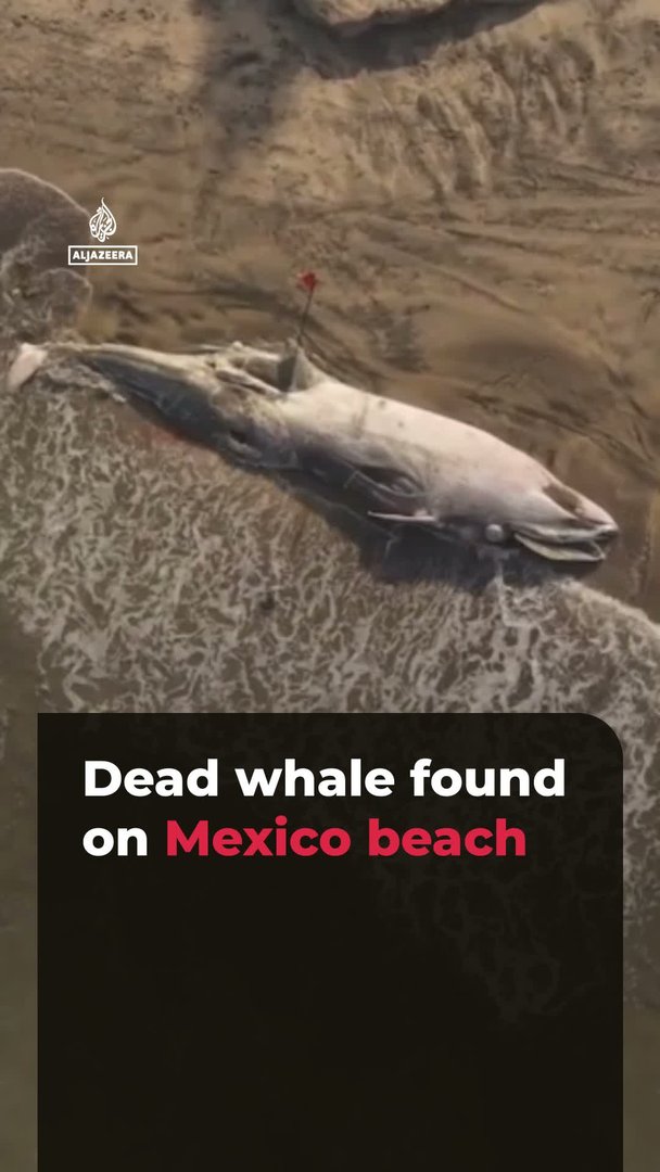 Dode walvis aangespoeld op strand Tijuana, Mexico Dode walvis aangespoeld op strand in Tijuana, Mexico (Picture by: aljazeera.com)