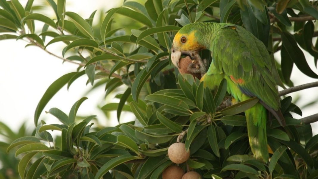 Eerste wilde Lora geboren op Aruba sinds herintroductie (Picture by: pubble.cloud)