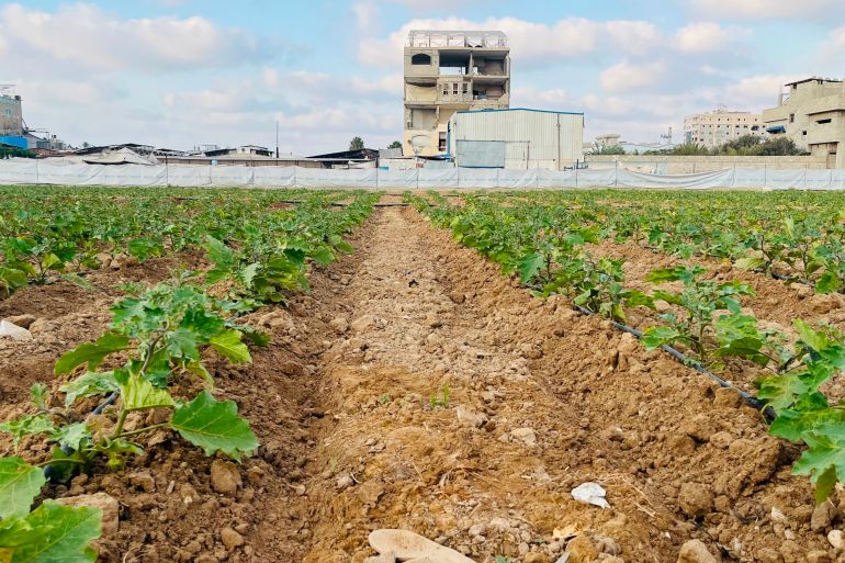 Gaza-boeren zoeken steun bij kleine projecten (Picture by: aljazeera.com)