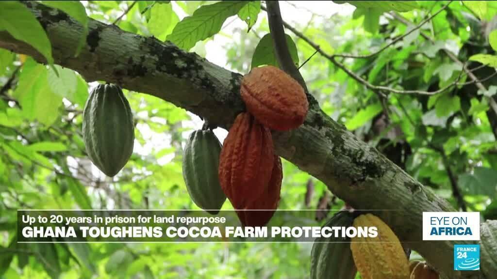 Ghana introduceert zware straffen voor verkoop van landbouwgrond voor cacao Ghana introduceert zware straffen voor verkoop van landbouwgrond voor cacao (Picture by: s.france24.com)