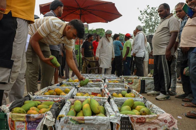 Indische mangoexport wordt abrupt stopgezet door Japan Indische mangoexport wordt abrupt stopgezet door Japan (Picture by: aljazeera.com)