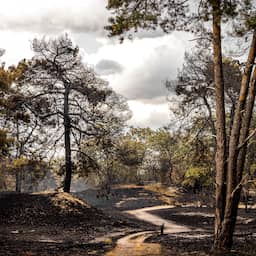 Natuurgebied Boschhuizerbergen bij Venray weken gesloten na grote brand (Picture by: nu.cw)