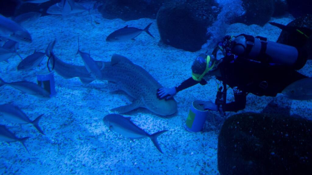 Sharks als nieuwe tools voor hurricanenvoorspelling Sharks als nieuwe tools voor hurricanenvoorspelling (Picture by: s.france24.com)