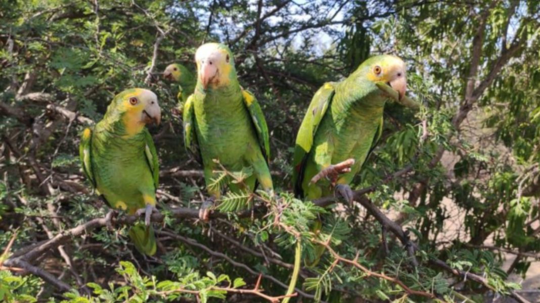 Vier lora-kuikens geboren in Nederland voor herintroductie Aruba Vier lora-kuikens geboren in Nederland voor herintroductie Aruba (Picture by: pubble.cloud)