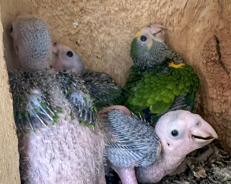 Vier lora's geboren in Nederland als stap naar hervestiging op Aruba (Picture by: 24ora.com)