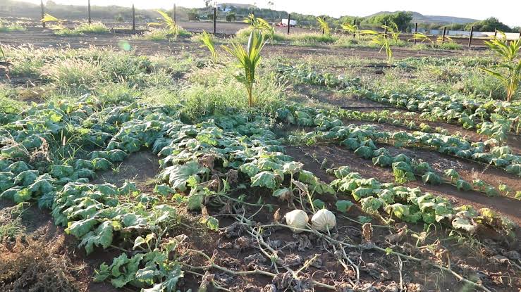 Agrifonds herintroduceerd: 1,4 miljoen gulden beschikbaar voor Curaçaose boeren en vissers (Picture by: paradisefm.cw)