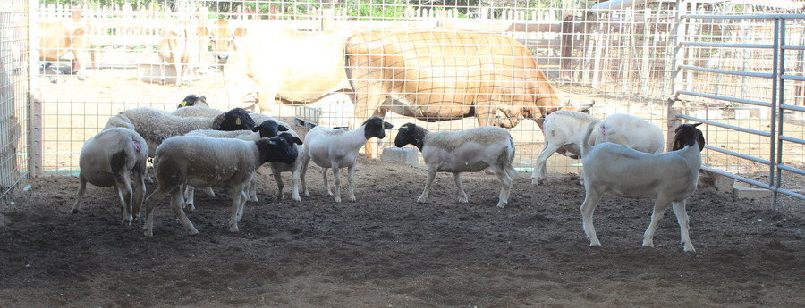 Aruba importeert 64 fokdieren voor genetische vernieuwing veestapel Aruba importeert 64 fokdieren voor genetische vernieuwing veestapel (Picture by: noticiacla.com)