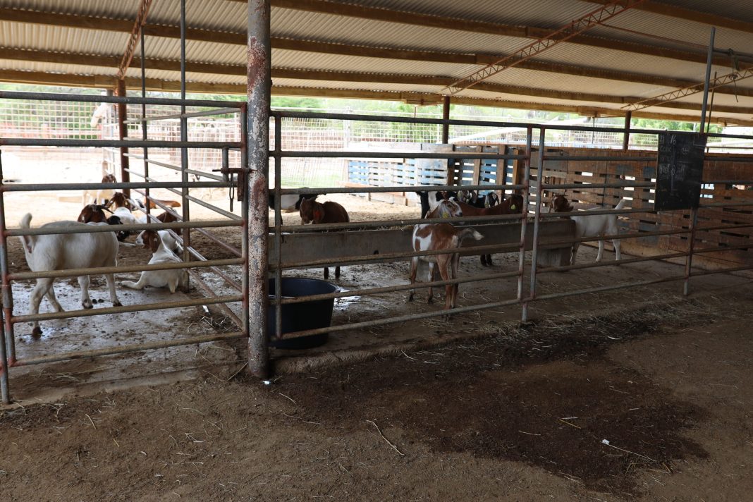Aruba ontvangt 64 dieren van nieuw veeras voor Sta Rosa (Picture by: 24ora.com)