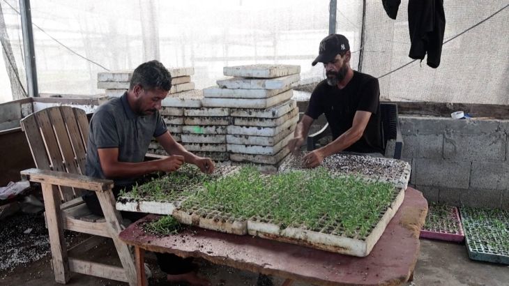Gaza-boeren herbouwen zaadbank na oorlogsverwoesting Gaza-boeren herstellen zaadbank om lokale gewassen te bewaren (Picture by: aljazeera.com)
