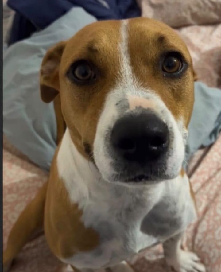 Hond Teddy vermist in Palm Beach op Aruba (Picture by: 24ora.com)