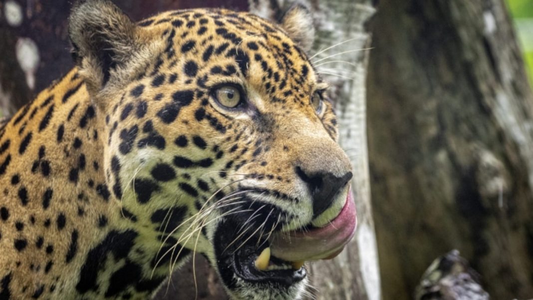 Jaguar-bescherming in Panama stimuleert toerisme en duurzame ontwikkeling (Photo by: noticiasambientales.com)