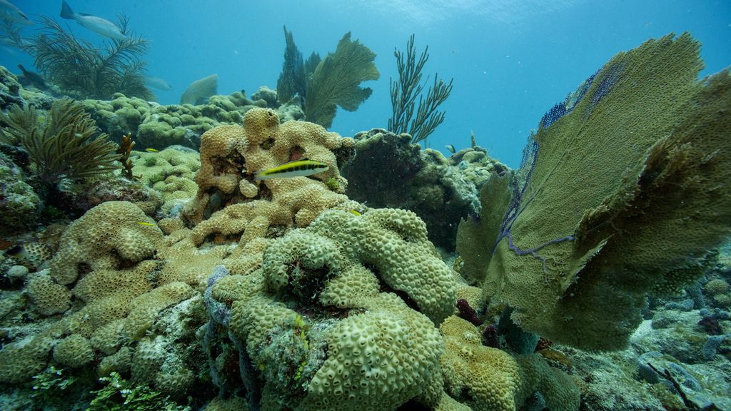 Kabinet trekt 47,5 miljoen euro uit voor natuurherstel op Bonaire, Sint-Eustatius en Saba (Picture by: nu.cw)