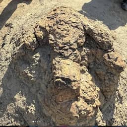 Leraar ontdekt eerste aaneengesloten T. rex-voetsporen in VS (Picture by: nu.cw)