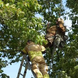 Militaire parachutist meer dan een uur vast in boom bij Renkum (Picture by: nu.cw)