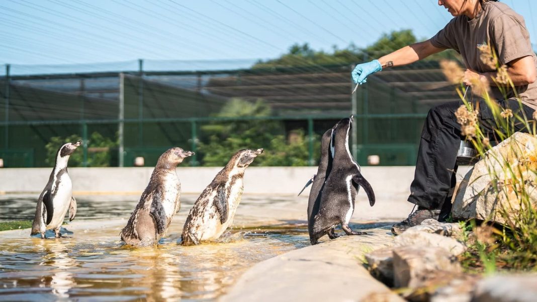 Nederlandse privédierentuin presenteert uitbreidingsplannen met nieuwe diersoorten (Photo by: zooflits.nl)