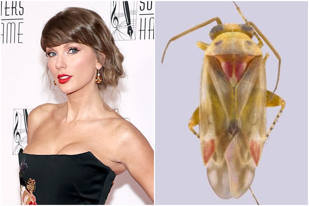 Nieuw ontdekte plantenetende insecten vernoemd naar Taylor Swift (Picture by: variety.com)