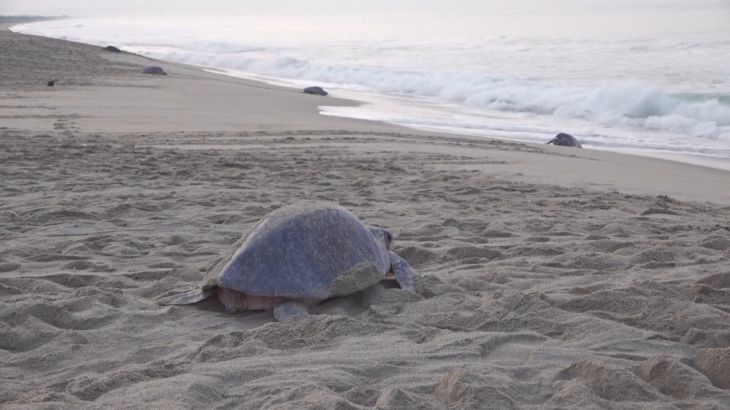 Spectaculair zeeschildpadden-nestelevenement in zuidelijk Mexico (Picture by: aljazeera.com)