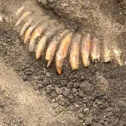 Vijfduizend jaar oude ketting met 42 dierentanden gevonden in Poolse grafheuvel (Picture by: nu.cw)