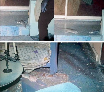 Vrouw met schizofrenie leeft alleen in vervallen huis vol kakkerlakken en ratten (Picture by: extra.cw)