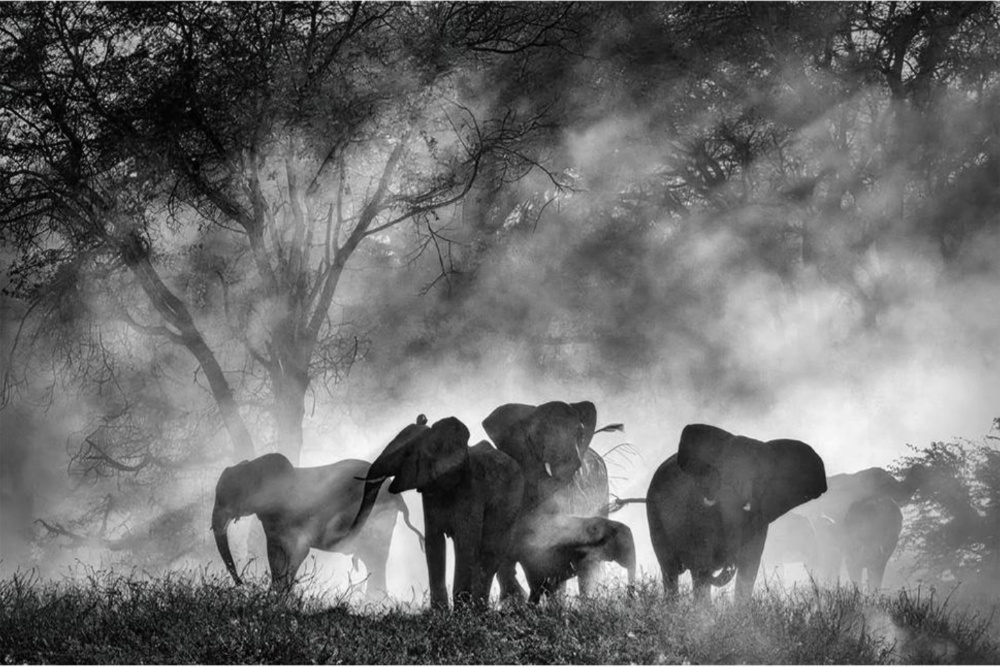 Werner Herzog's documentaire 'Ghost Elephants' landt home entertainment deal met Buffalo 8 (Picture by: variety.com)